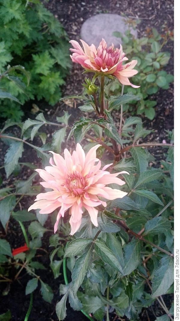 Георгины цветут