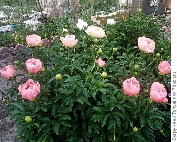 Корал Сенсет