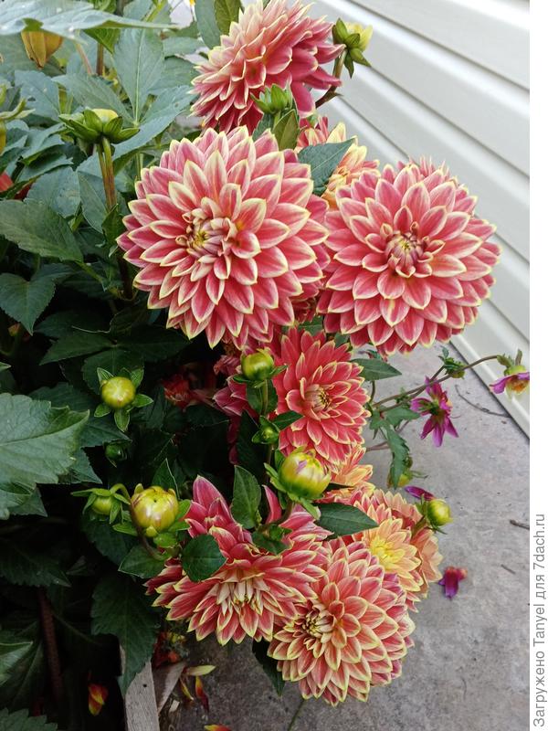 Летом прошлого года