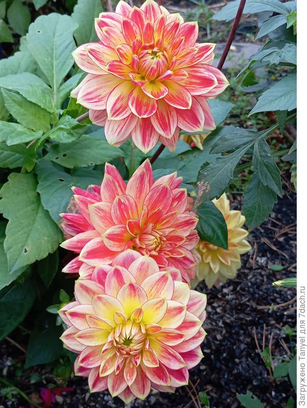 Мистер Оптимист