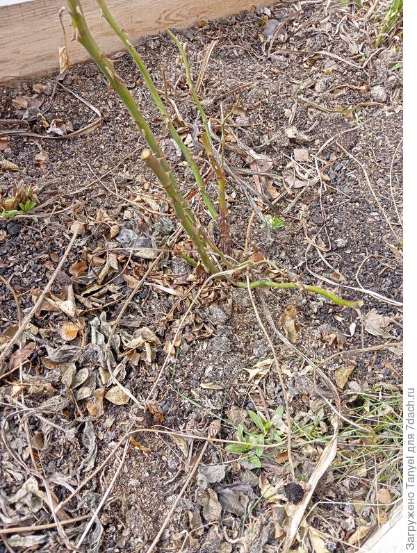 Обмерзли до уровня снега, но никаких заболеваний...