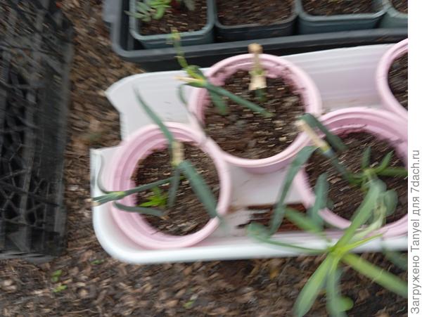 Фотография очень не удачная получилась(((