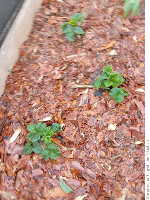 Крупным планом.