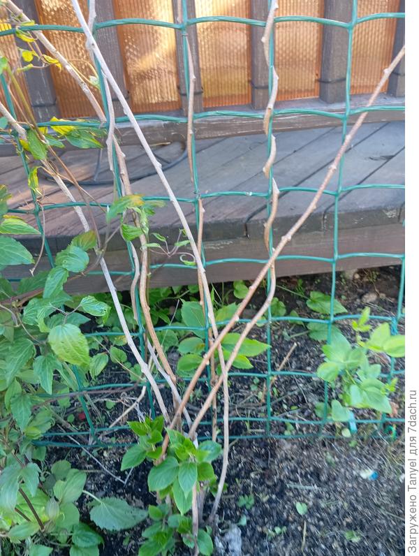 А этот мужчина актинидии живет в окружении клематисов))). Не согрели...