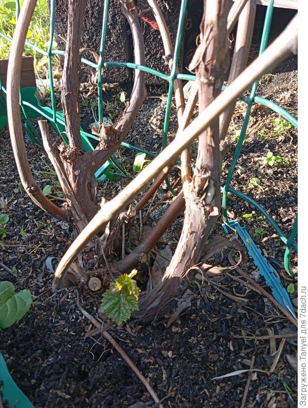 Виноград Благодать