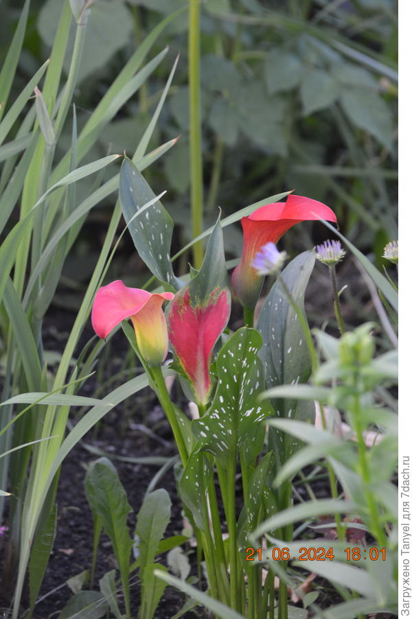 Пересорт от Поиска тоже старается!