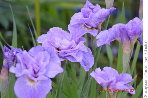 Сибирский ирис Пинк Парфейт. Не понимаю, почему он Пинк?