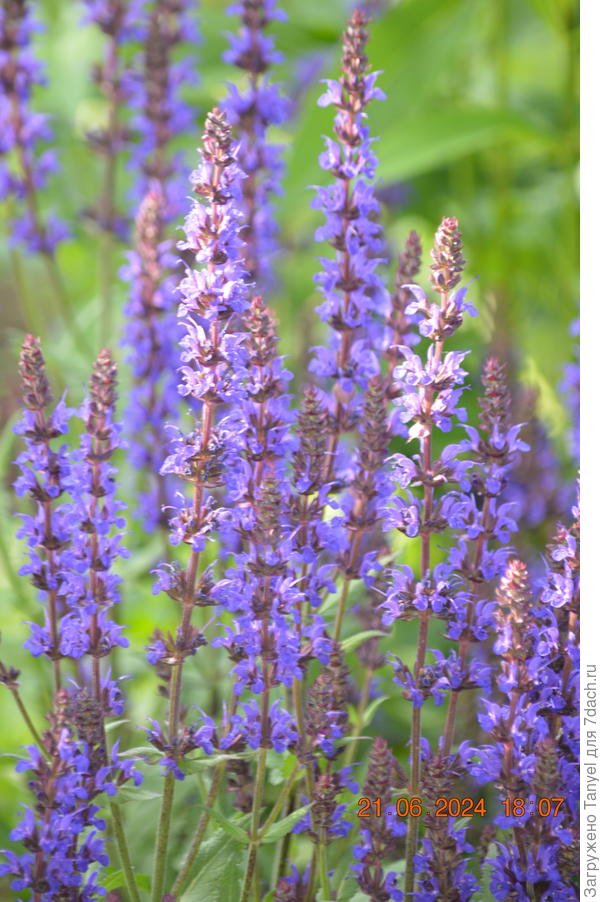 Моя сальвия - шалфей дубраволистный