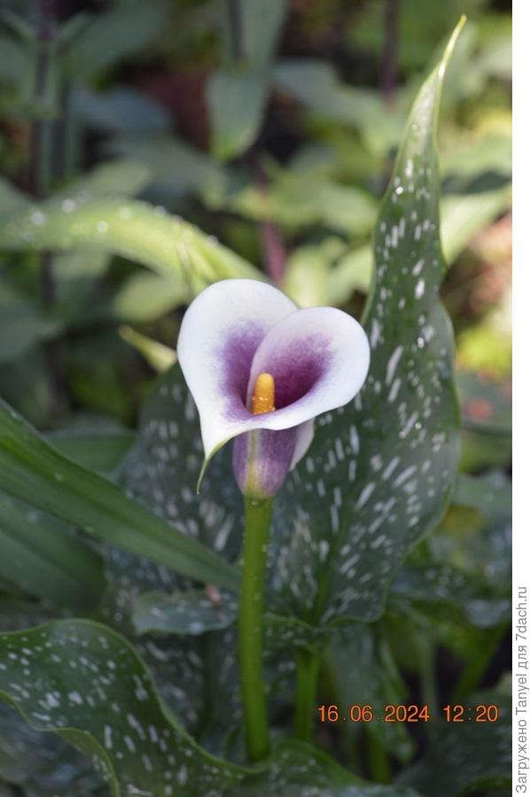 Пикассо, было, июнь