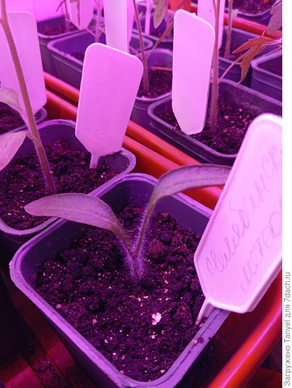 Растению 26 дней