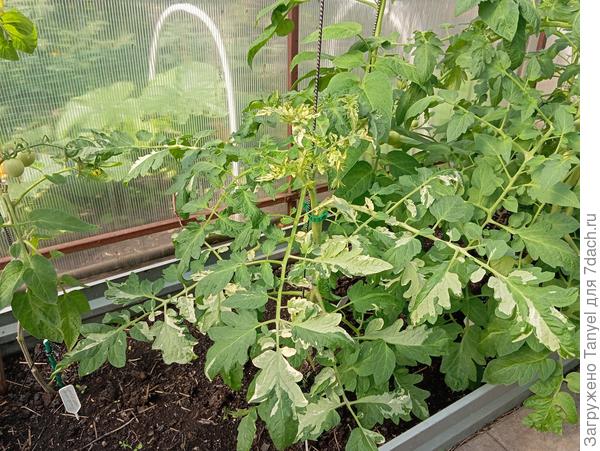 Вариегатный томат