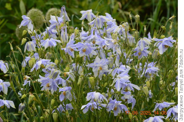 Куст высокий