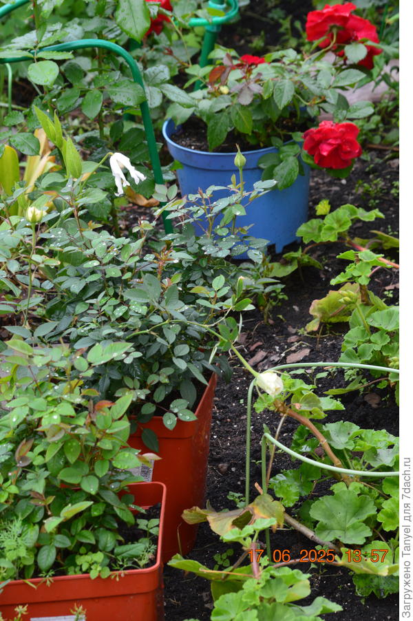 В этом году у меня много розочек в 55-литровых контейнерах без названий сорта, так мой муж решил проблему того, что я не люблю букеты из срезанных цветов... Он стал дарить мне розы в горшках)))