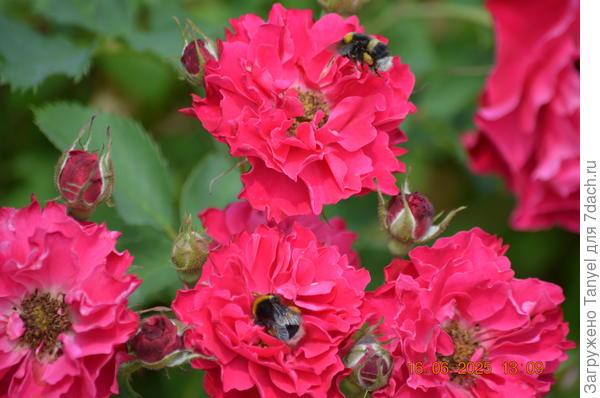 Цветет две волны сплошным покрывалом, а между волнами - просто цветет...