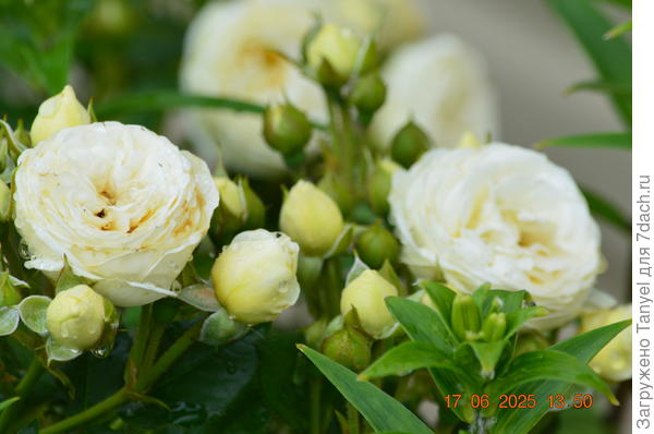 После дождя Артемис