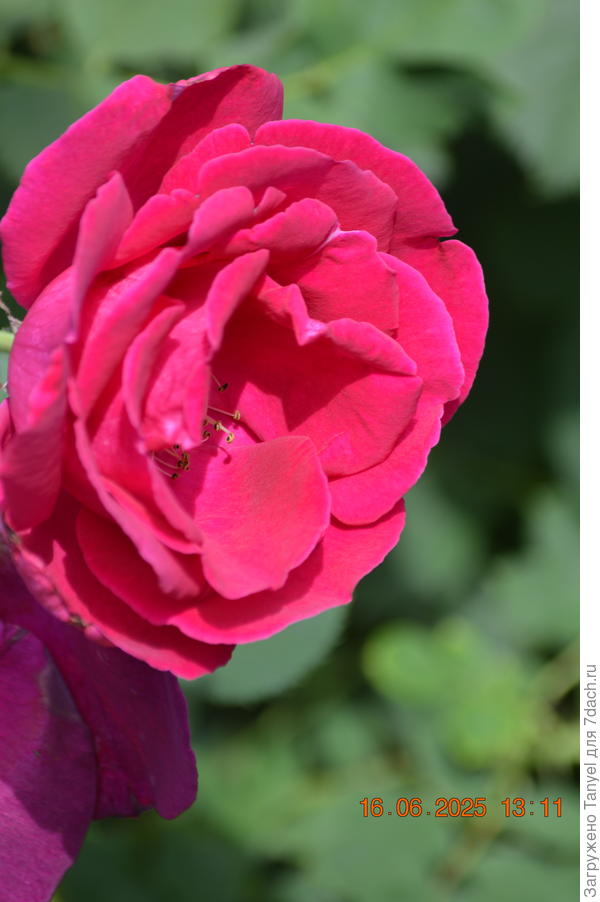 Катберт Грант