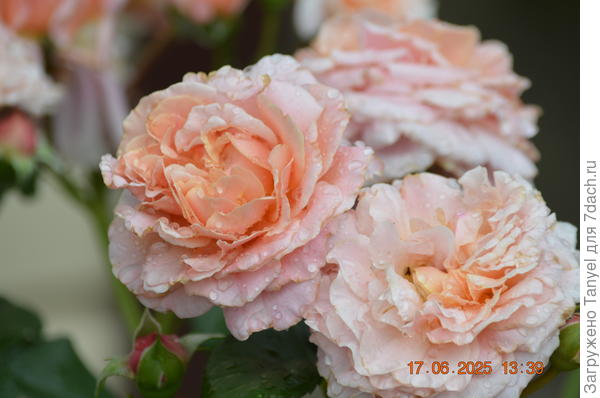 Шато Вамаркус, одна из моих любимых