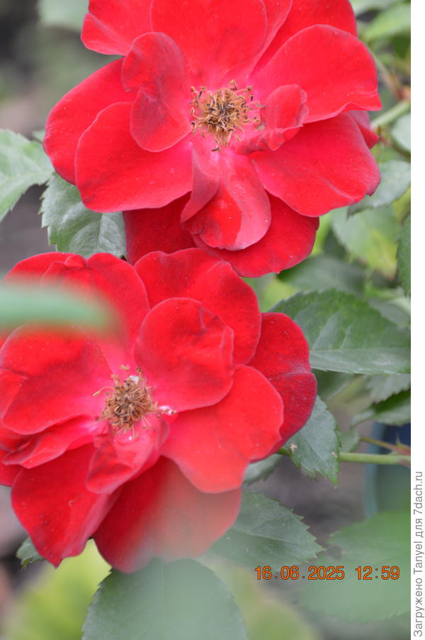 Тоже без названия. Подарок от соседа. Корнесобственная, неукрывная