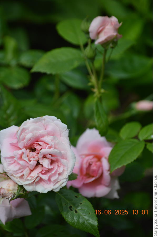 Еще одна канадка Ламберт Клоссе