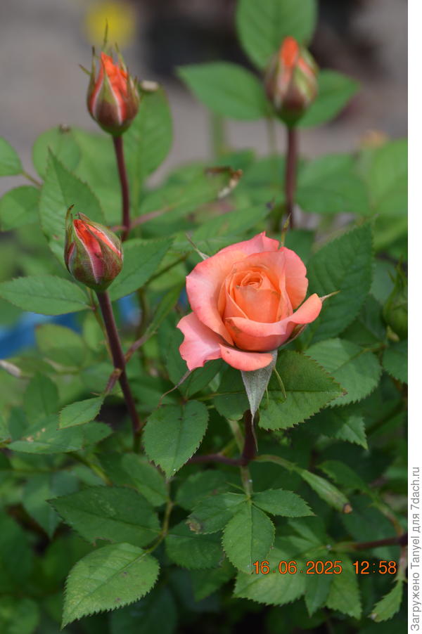 Роза миниатюра из Пятерочки.