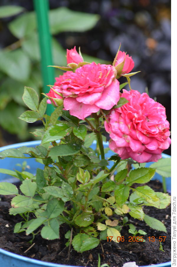 Самая маленькая розочка из маленьких)))