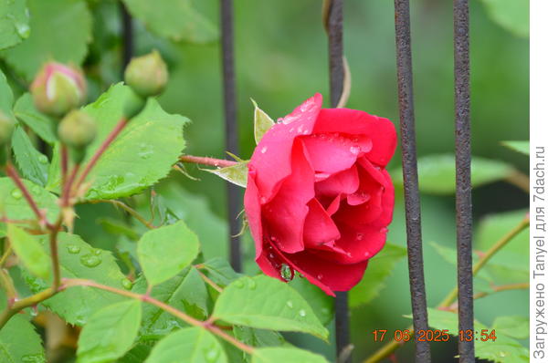 У меня появилась еще одна розочка корнесобственная, подарок от соседа. Она плетистая, мы ее посадили под наш общий забор,  будем любоваться с обеих сторон)))