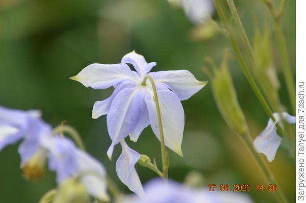 Полосатая рубашка