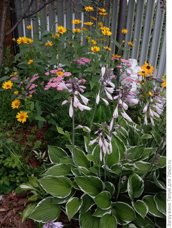 У забора, но с другой стороны