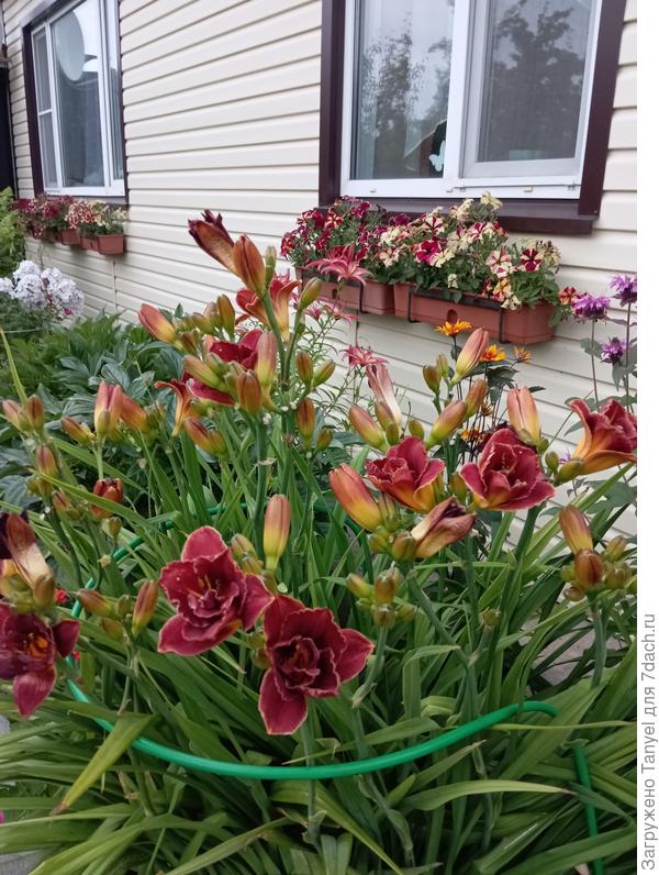 Любимая "шоколадка"