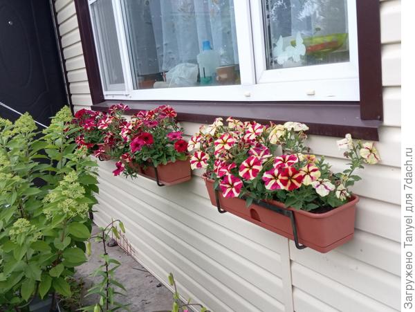 Все до единой одного сорта - комплиментуния Арлекин.