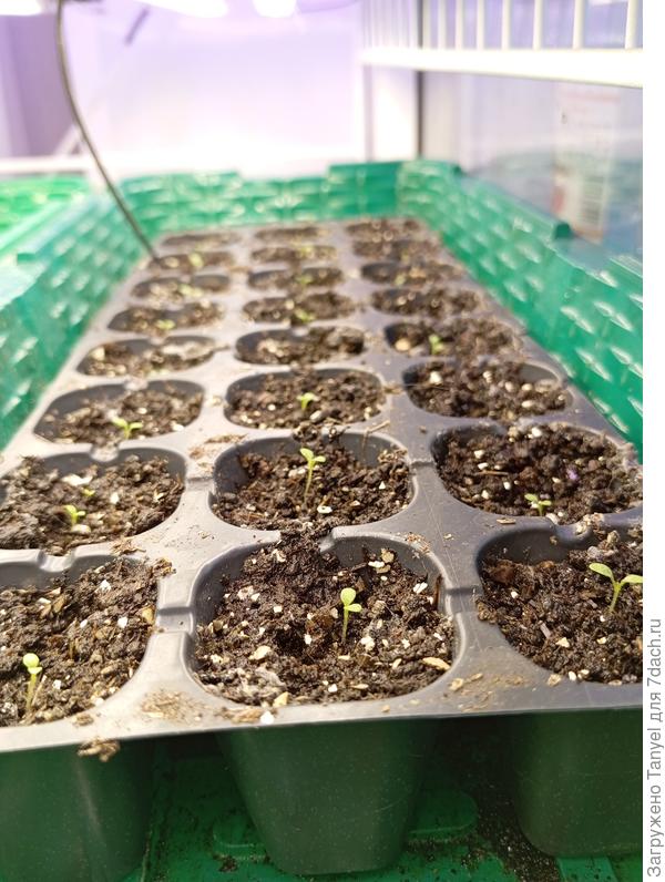 Петуния. 23.02.2026 г.