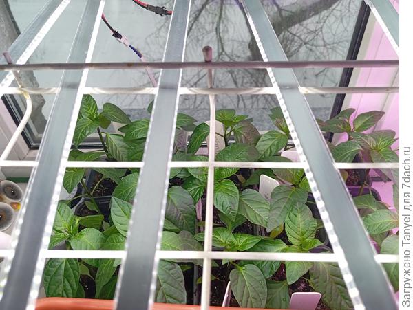 Острые перцы колосятся...