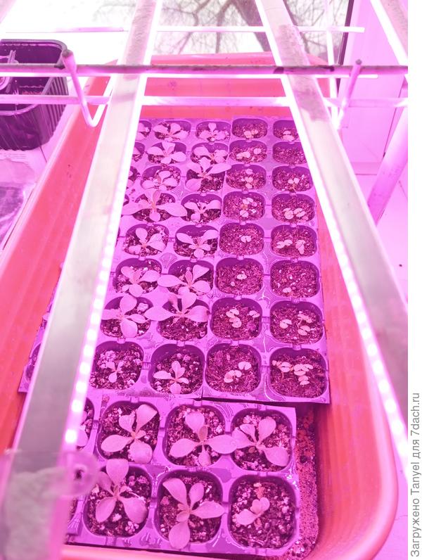 несколько растений отстают.