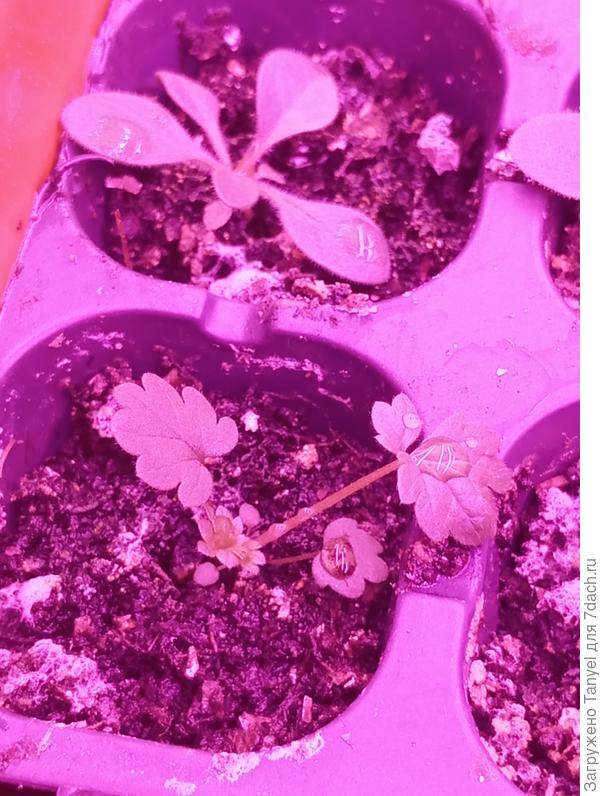 Похоже все-таки земляника