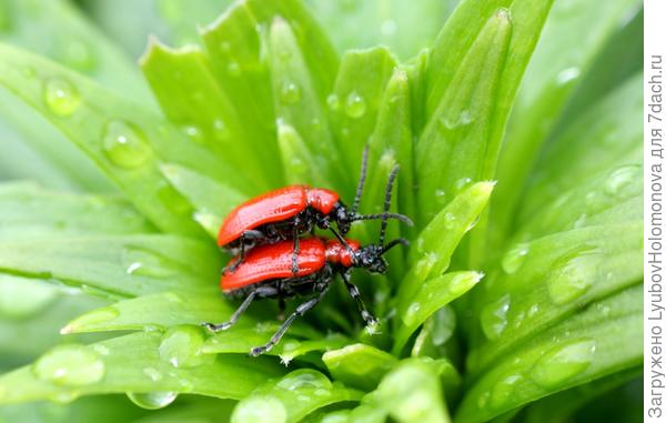 Трещалка лиилевая