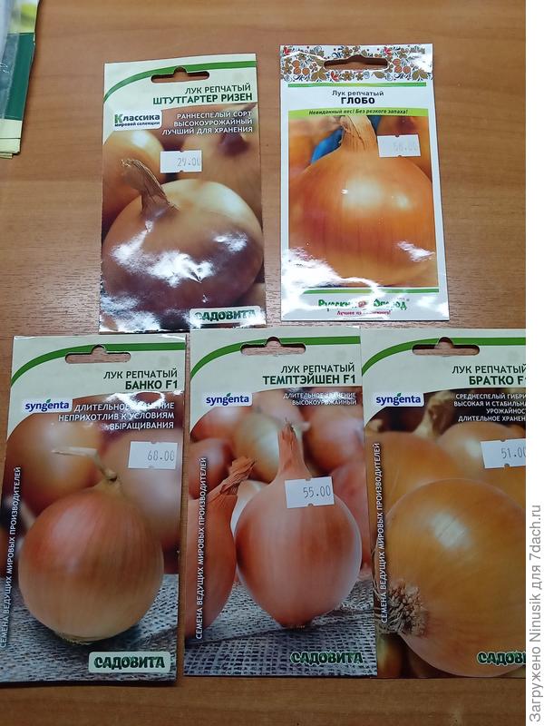 Семена репчатого лука, сезон 2025 год.