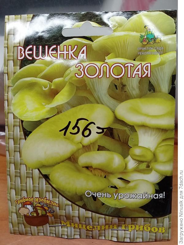 Вешенка золотая