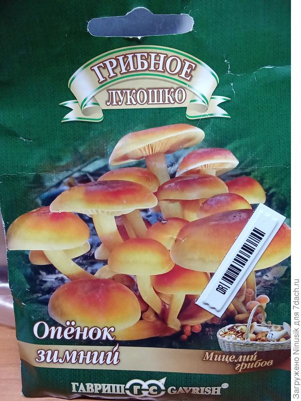 Опенок зимний