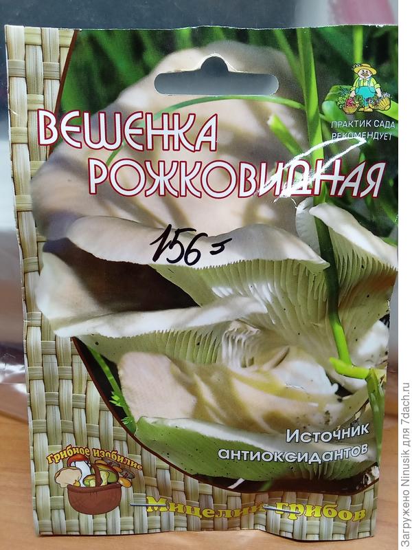 Вешенка рожковидная