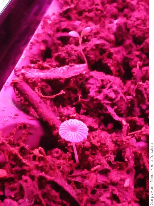 Гриб, на почве. Название не знаю.