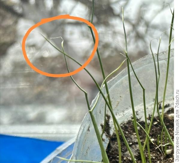 Вот такие же сухие кончики.