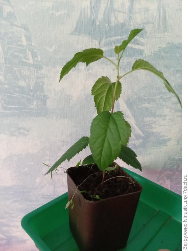 Посадка этого года, сорт не знаю, яблоко продавались под названием "новый урожай"