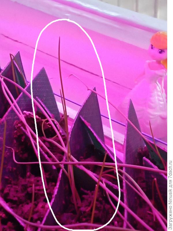 Сорт Штутгарт.