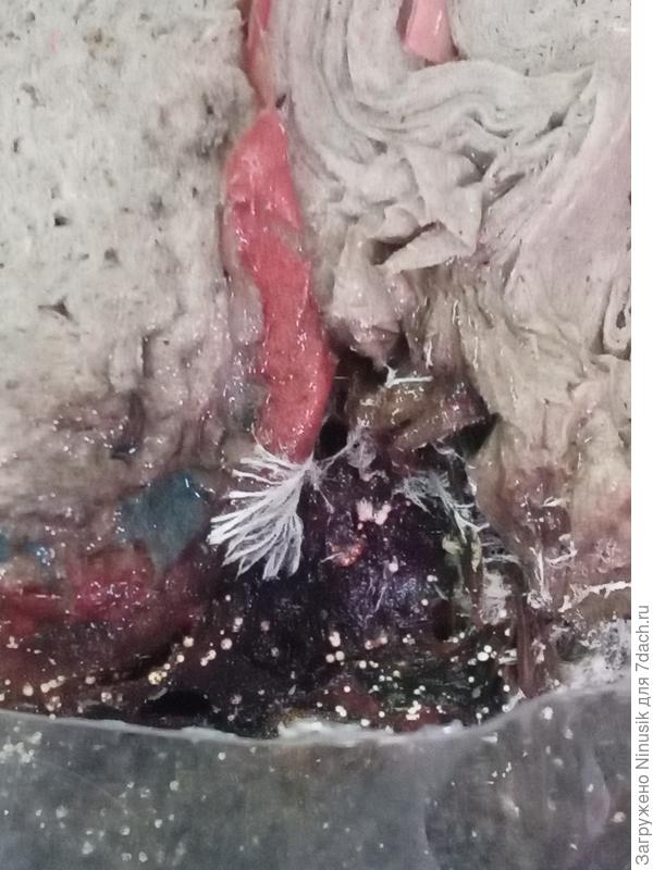 Мицелий вешенки или опенка зимнего. Два сорта в одной бутылке.