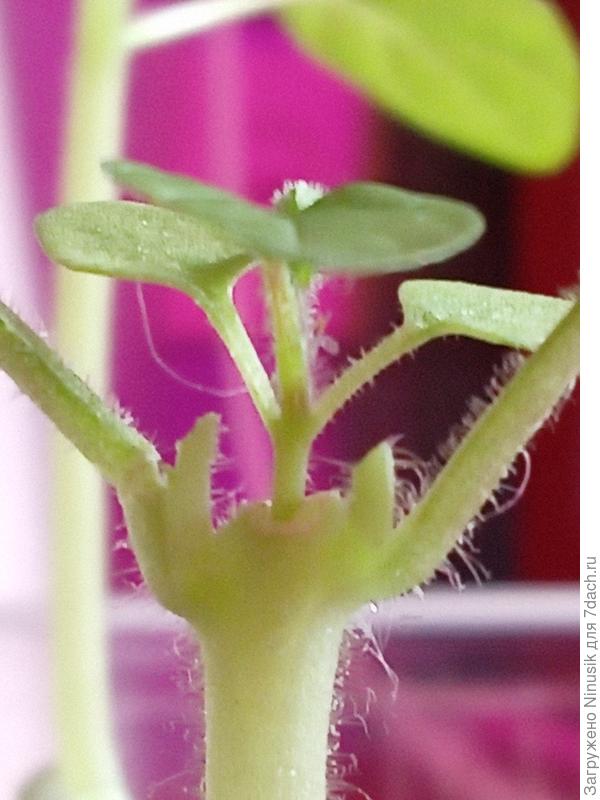 Два пасынка томата после удаления.