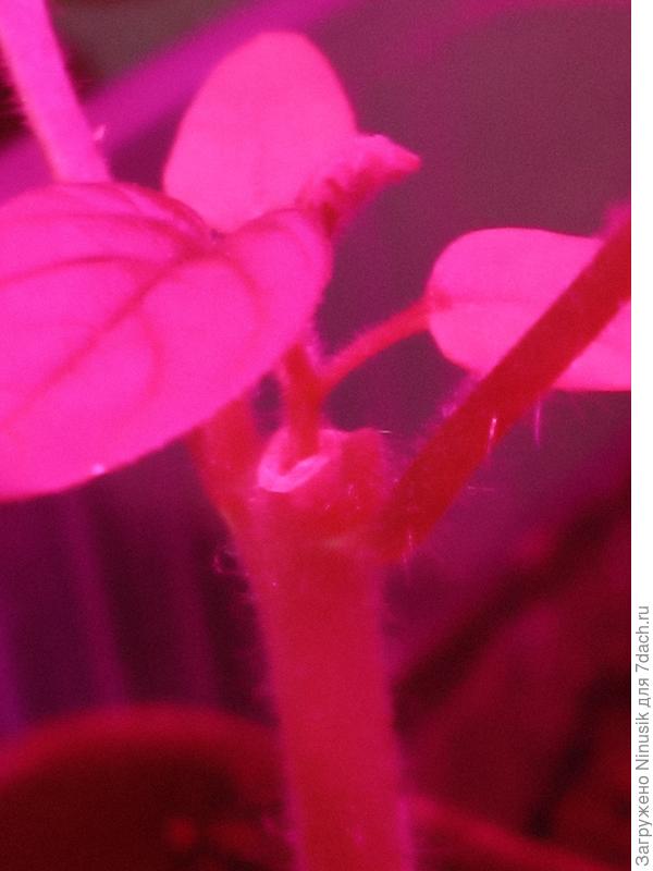 Кольцо зарубцевавшейся ткани ствола томата.