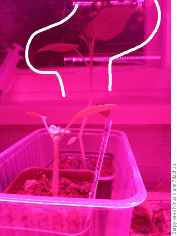 Белым обведен собрат привитого физалиса.