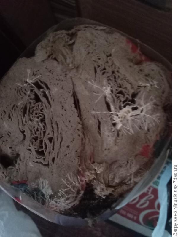 Вид сверху.