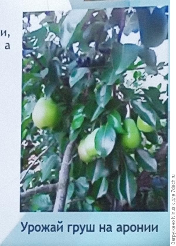Груши на аронии. Ягоды аронии вверху, груши - внизу.
