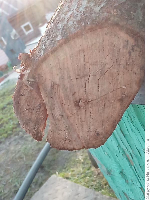 Комель того же ствола.